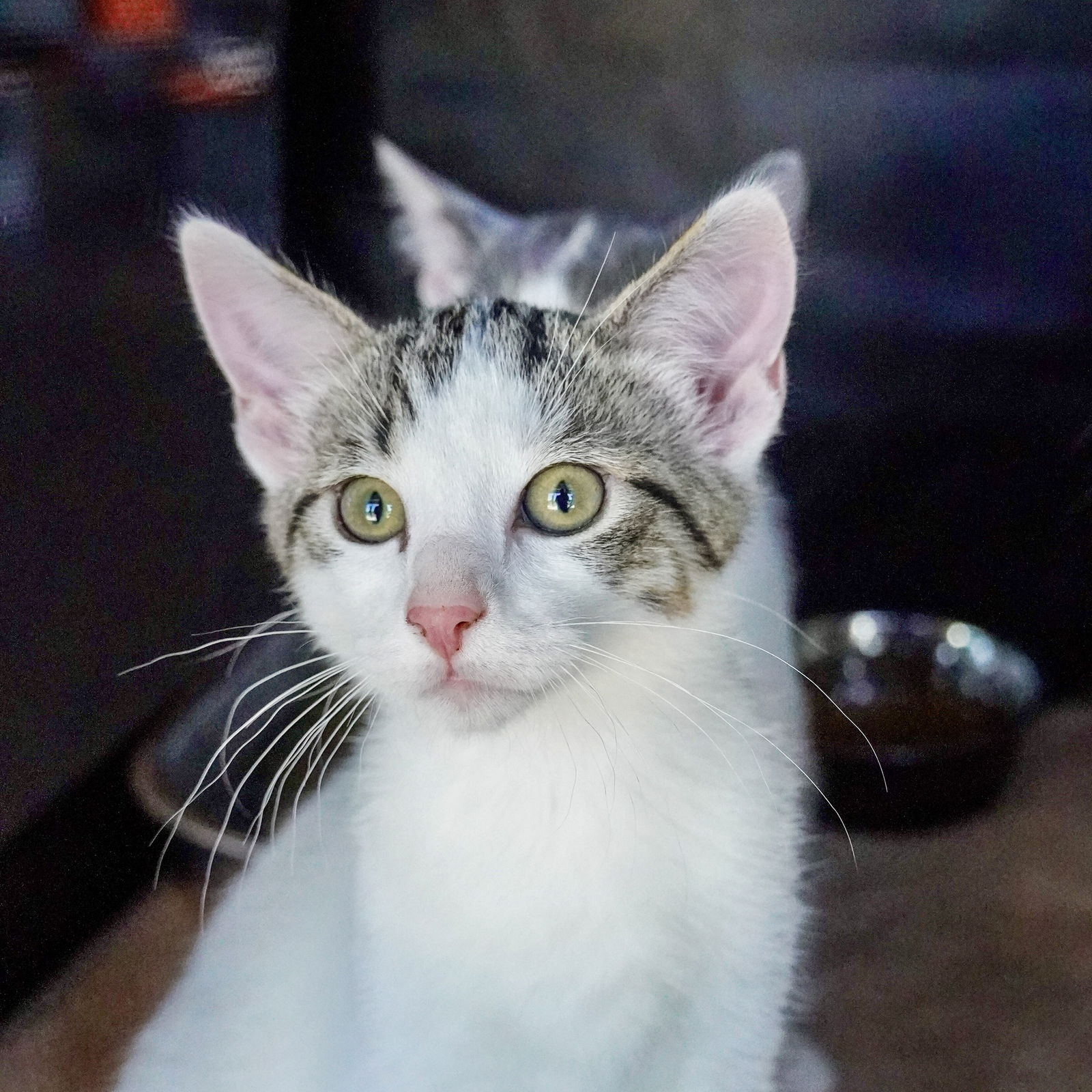 adoptable Cat in SF, NM named Frostie