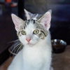 adoptable Cat in sf, NM named Frostie