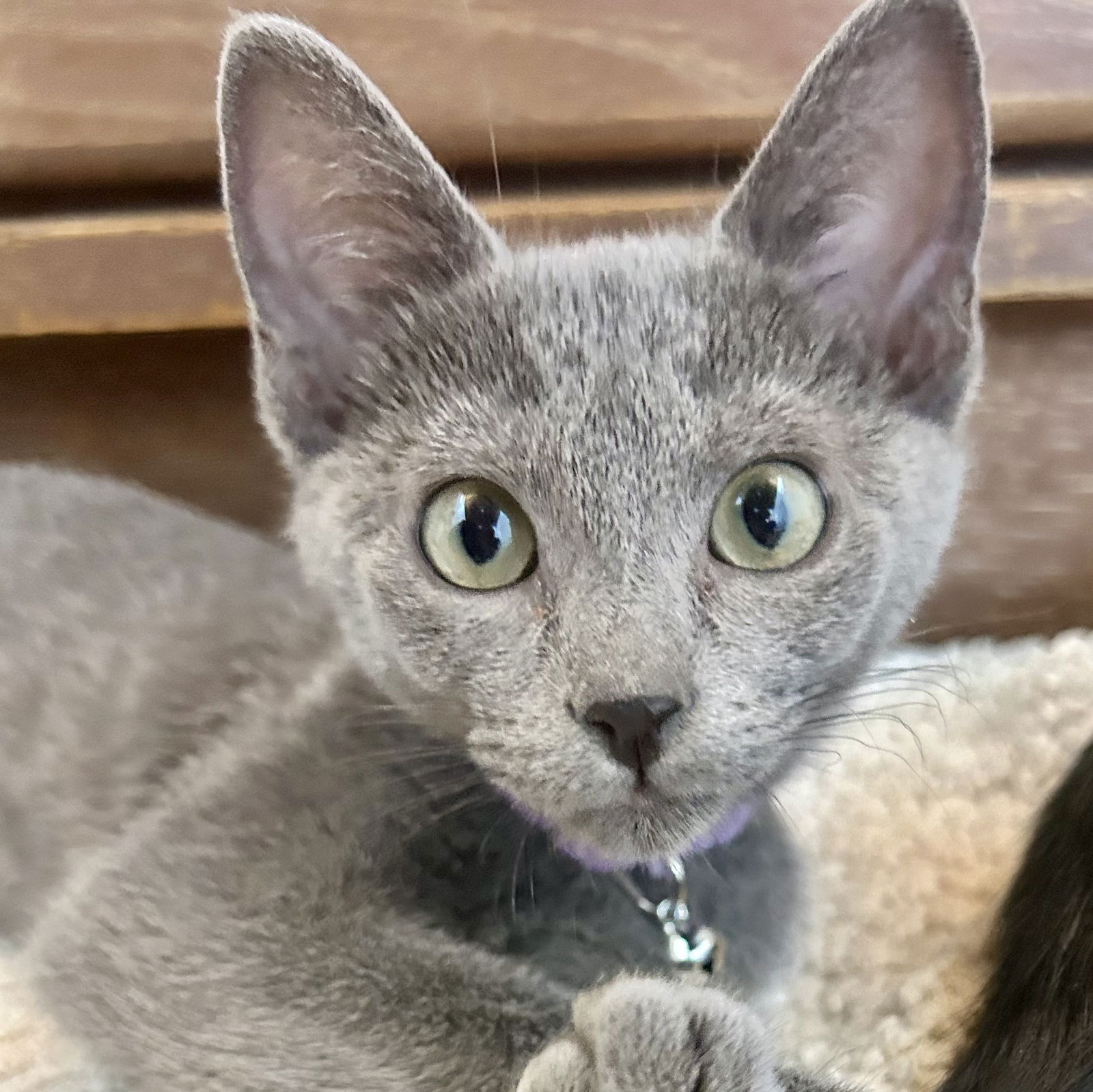 adoptable Cat in SF, NM named Ruffle
