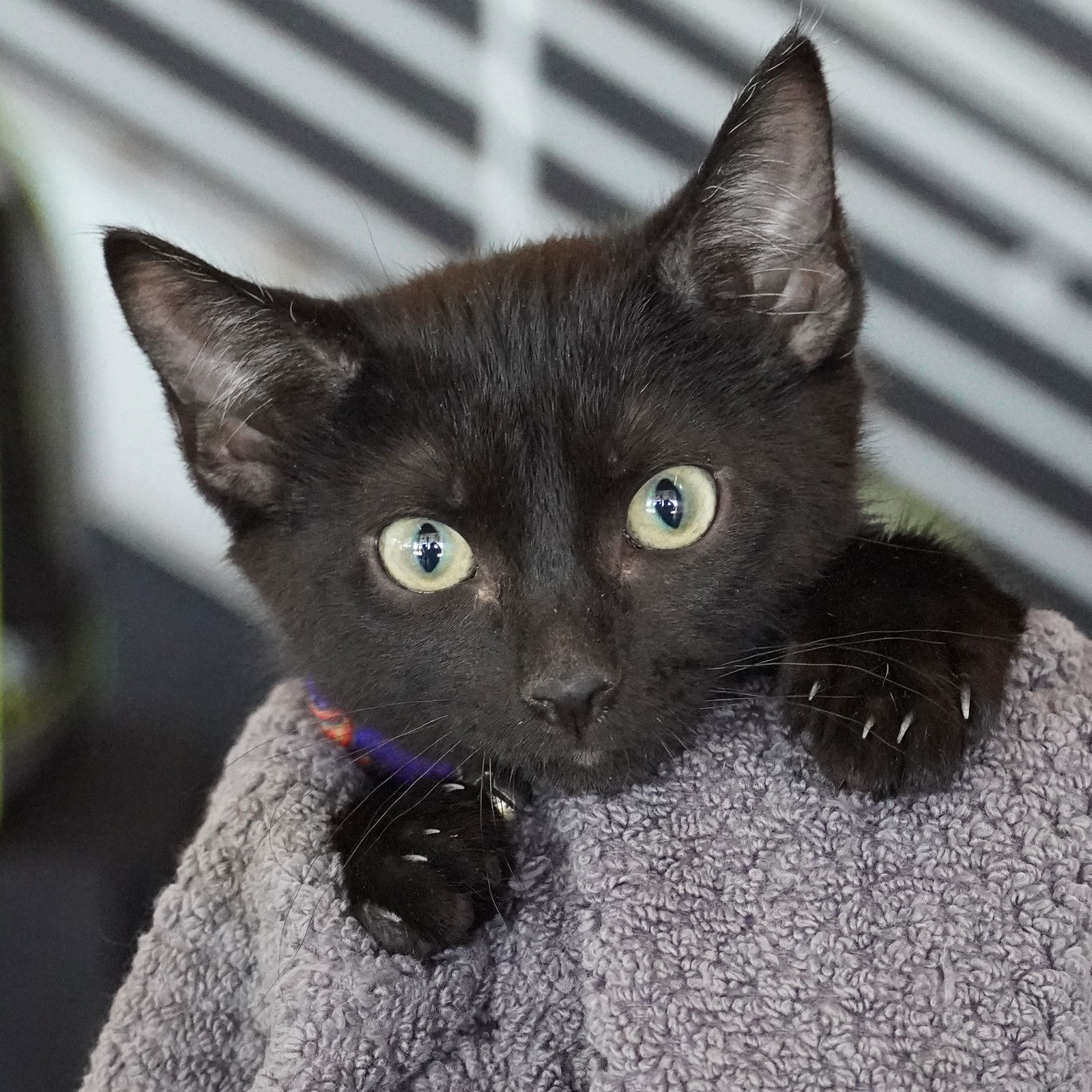 adoptable Cat in SF, NM named Pringle