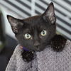 adoptable Cat in sf, NM named Pringle