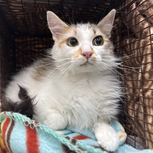 MAMA GOOD LUCK - Domestic Long Hair available for adoption