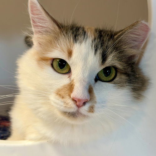 MAMA GOOD LUCK - Domestic Long Hair available for adoption