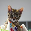adoptable Cat in , NM named Bluebird