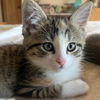 adoptable Cat in , NM named Annie Oakie