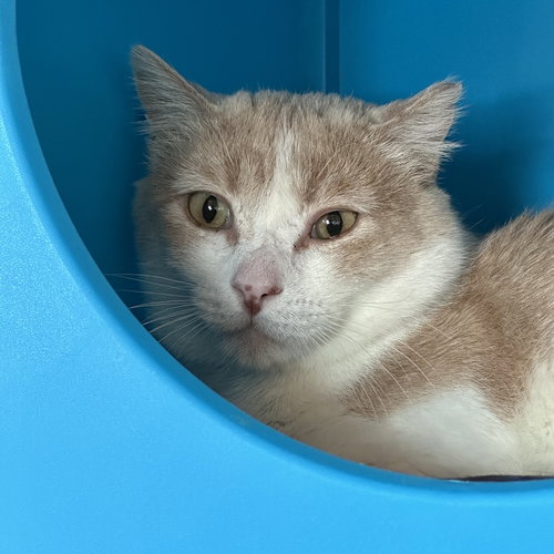 CHONKA TRUCK - Domestic Short Hair available for adoption
