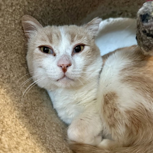 CHONKA TRUCK - Domestic Short Hair available for adoption