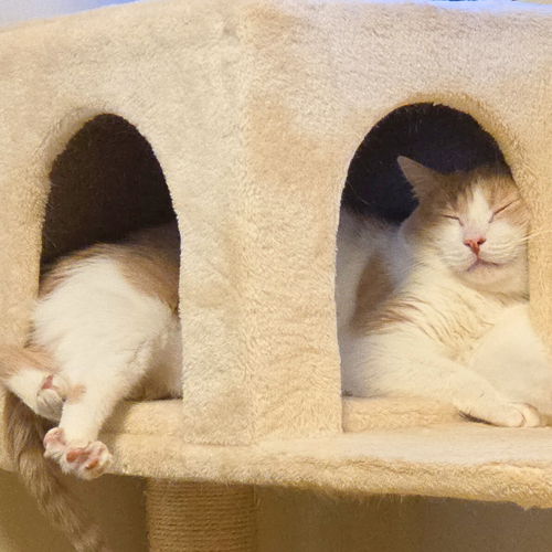 CHONKA TRUCK - Domestic Short Hair available for adoption