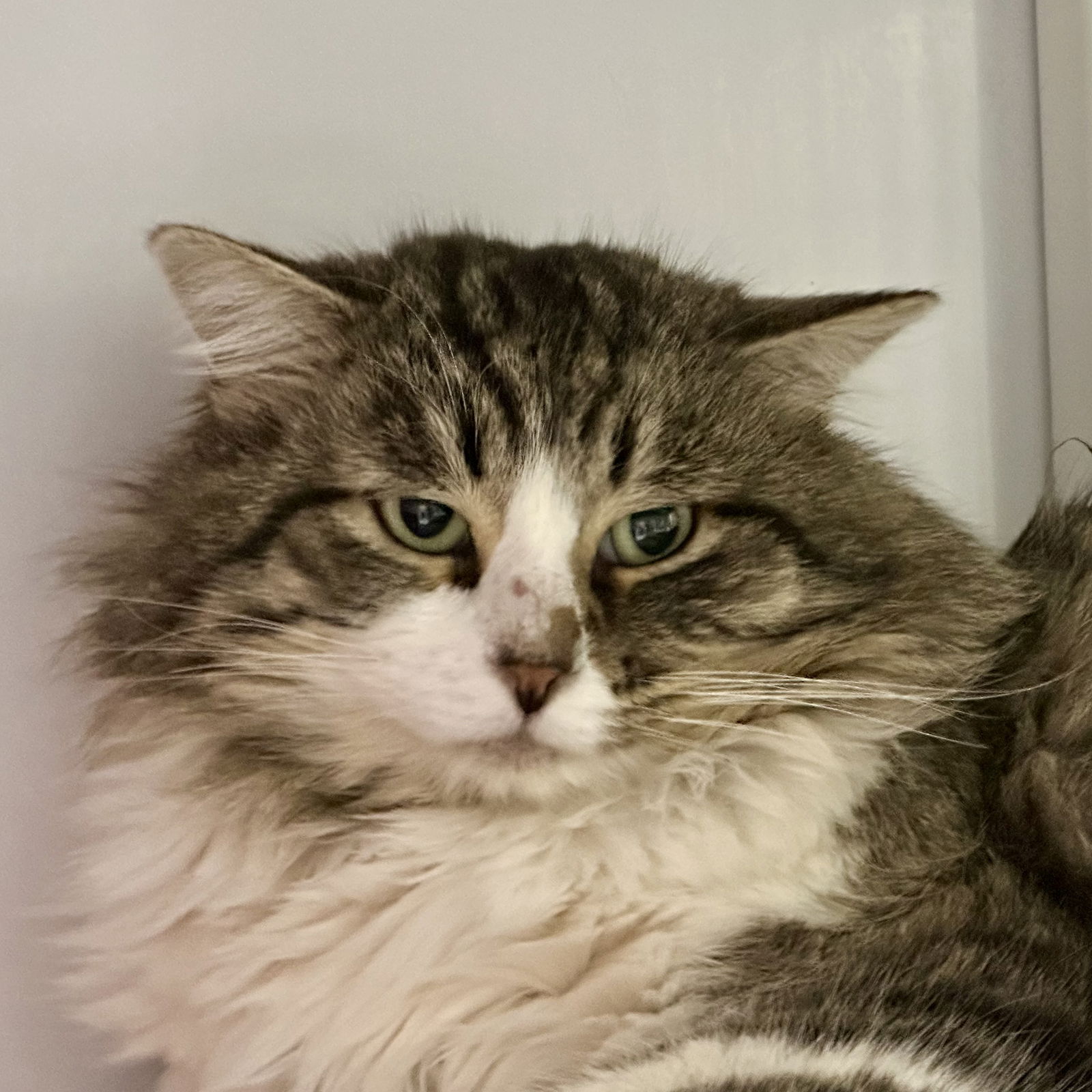 adoptable Cat in SF, NM named Conejo
