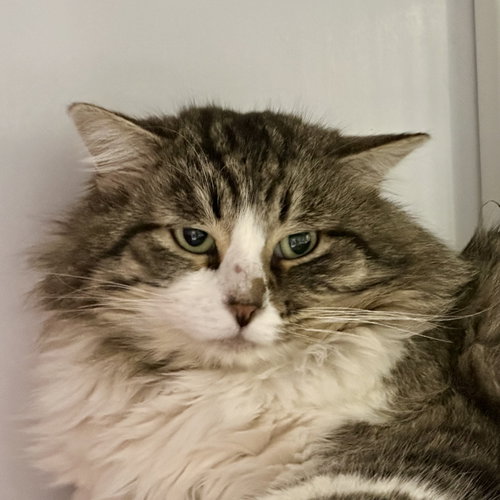 CONEJO - Domestic Long Hair available for adoption