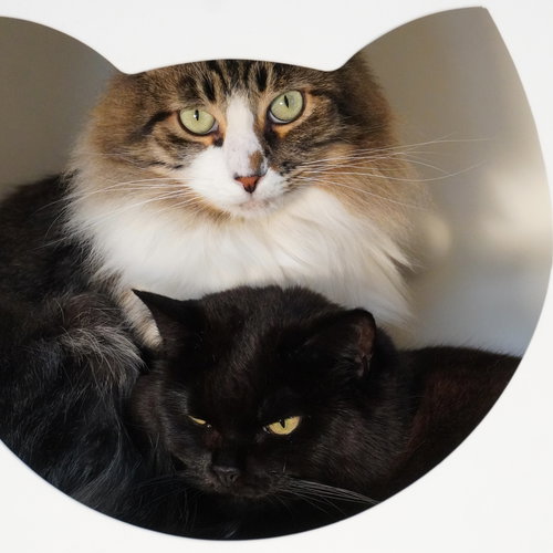 CONEJO - Domestic Long Hair available for adoption