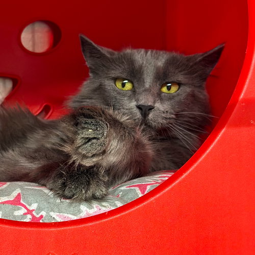 LAVENDER - Domestic Medium Hair available for adoption