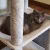 Lavender - Photo 2