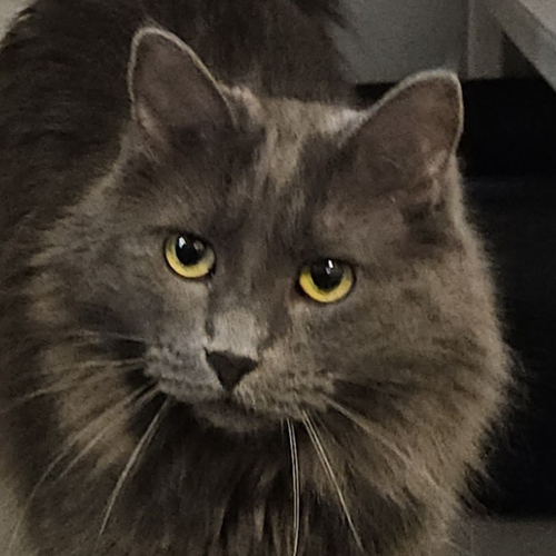 LAVENDER - Domestic Medium Hair available for adoption