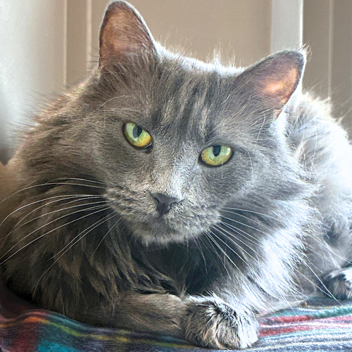 picture of the cat needing adoption