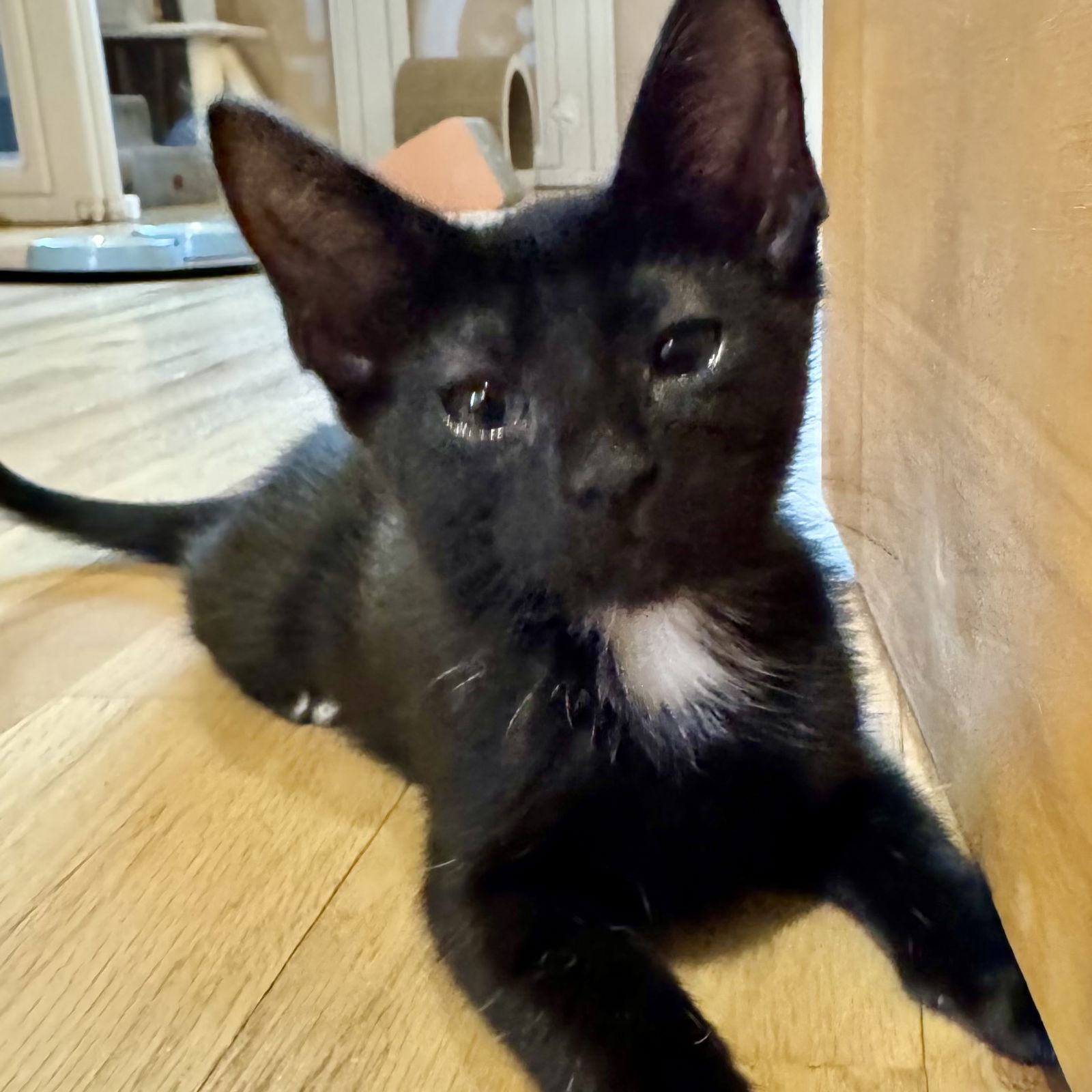 adoptable Cat in SF, NM named Rosy Boa