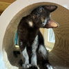 adoptable Cat in , NM named Cactus