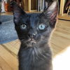 adoptable Cat in sf, NM named Rattler