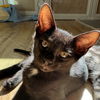 adoptable Cat in sf, NM named Dune