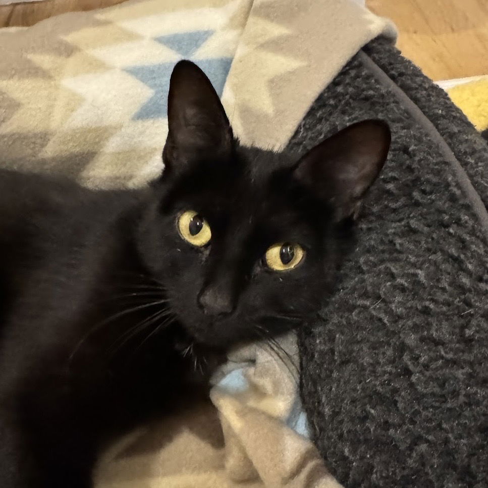 adoptable Cat in SF, NM named Sage