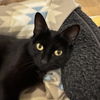 adoptable Cat in , NM named Sage