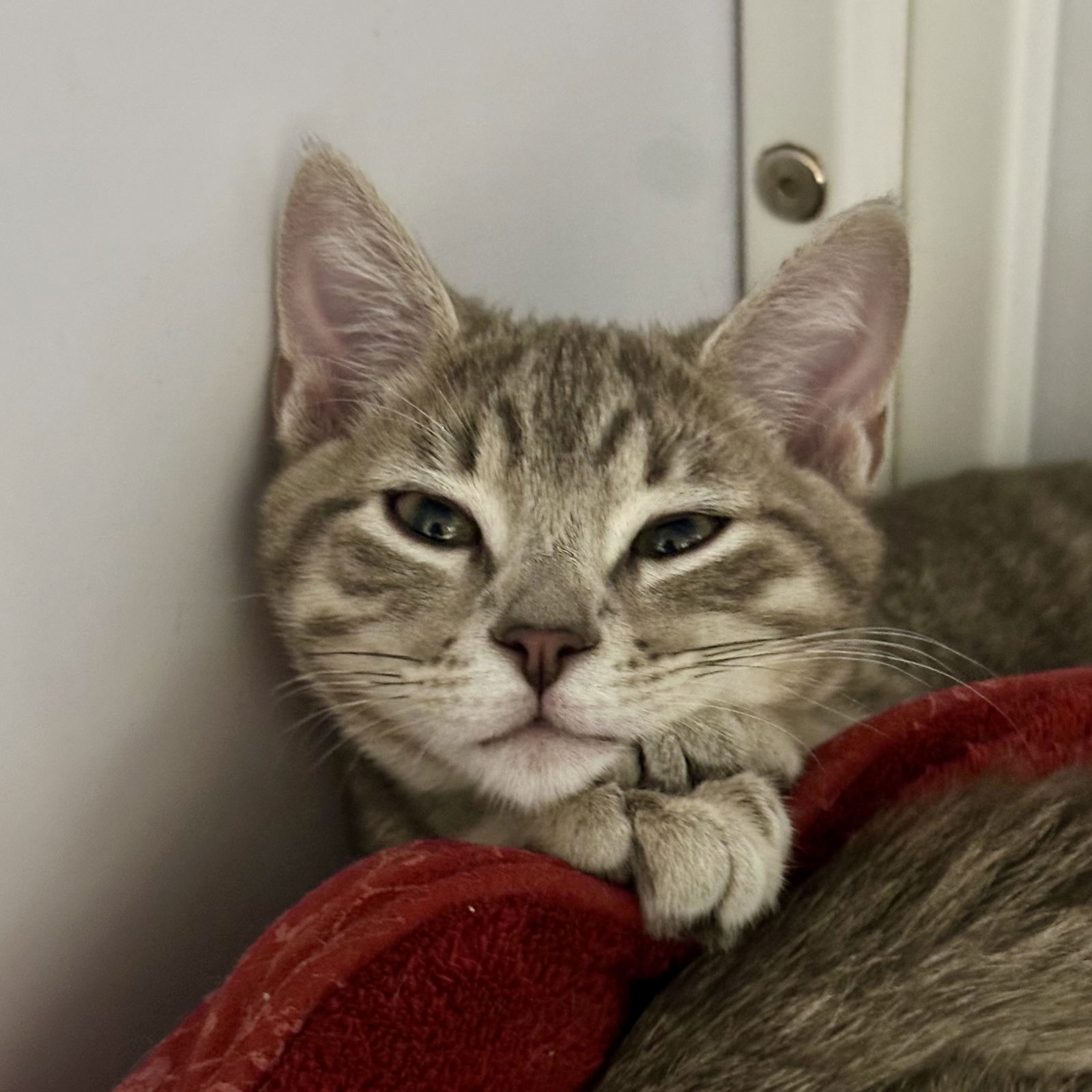 adoptable Cat in SF, NM named Riff (and Raff)