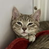 adoptable Cat in sf, NM named Riff (and Raff)