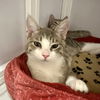 adoptable Cat in sf, NM named Raff (and Riff)