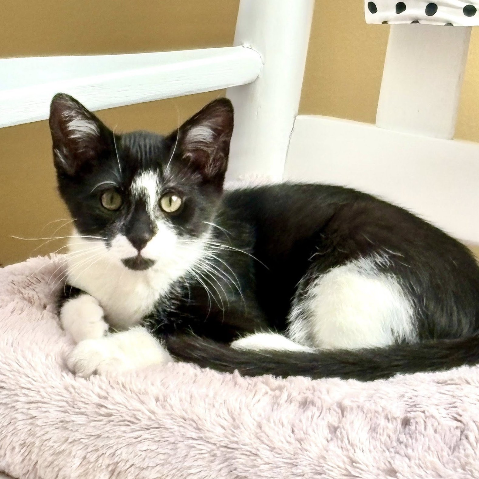adoptable Cat in SF, NM named Balsam