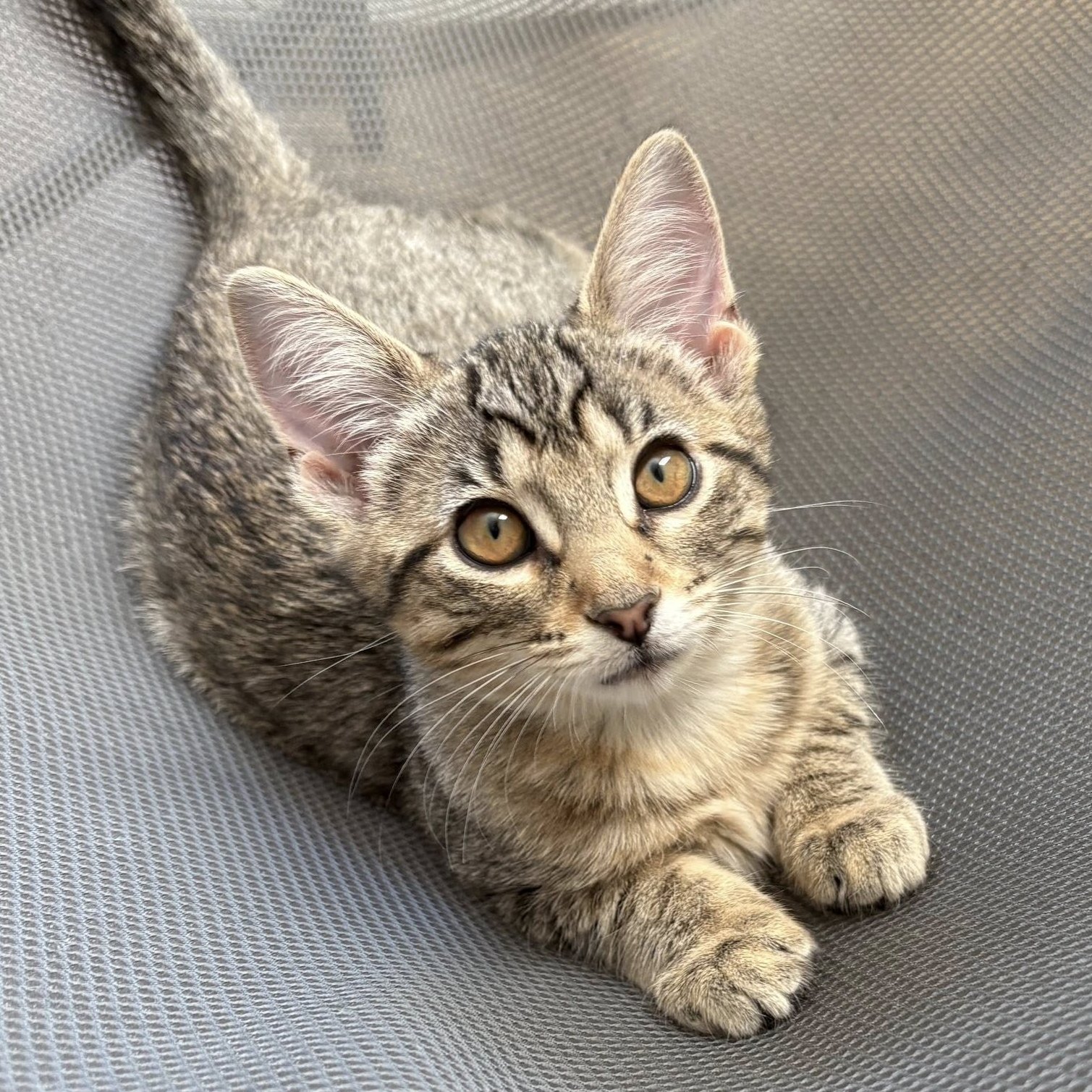 adoptable Cat in SF, NM named Thistle