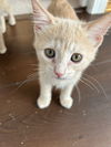 adoptable Cat in sf, NM named Guava