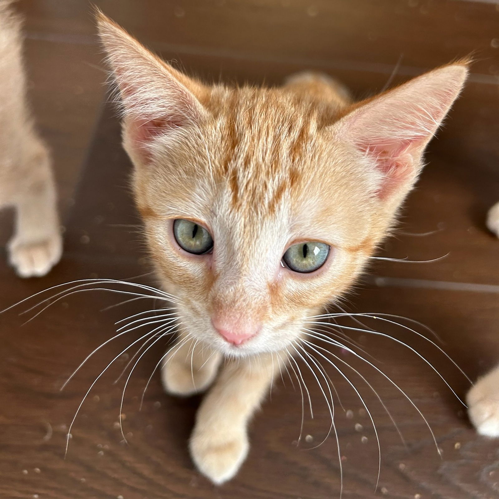 adoptable Cat in SF, NM named Nectarine