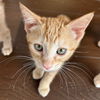 adoptable Cat in sf, NM named Nectarine