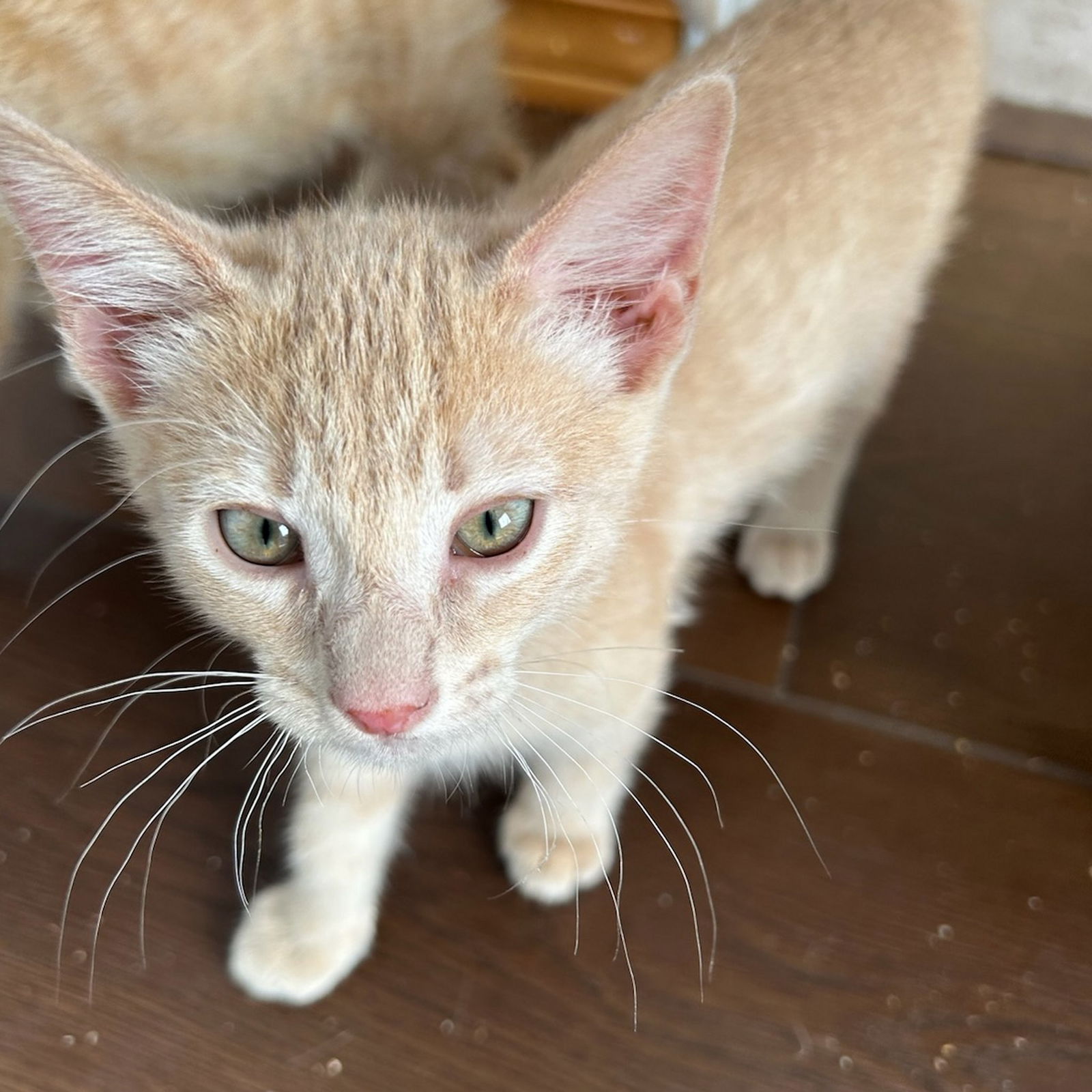 adoptable Cat in SF, NM named Grapefruit