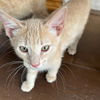 adoptable Cat in sf, NM named Grapefruit