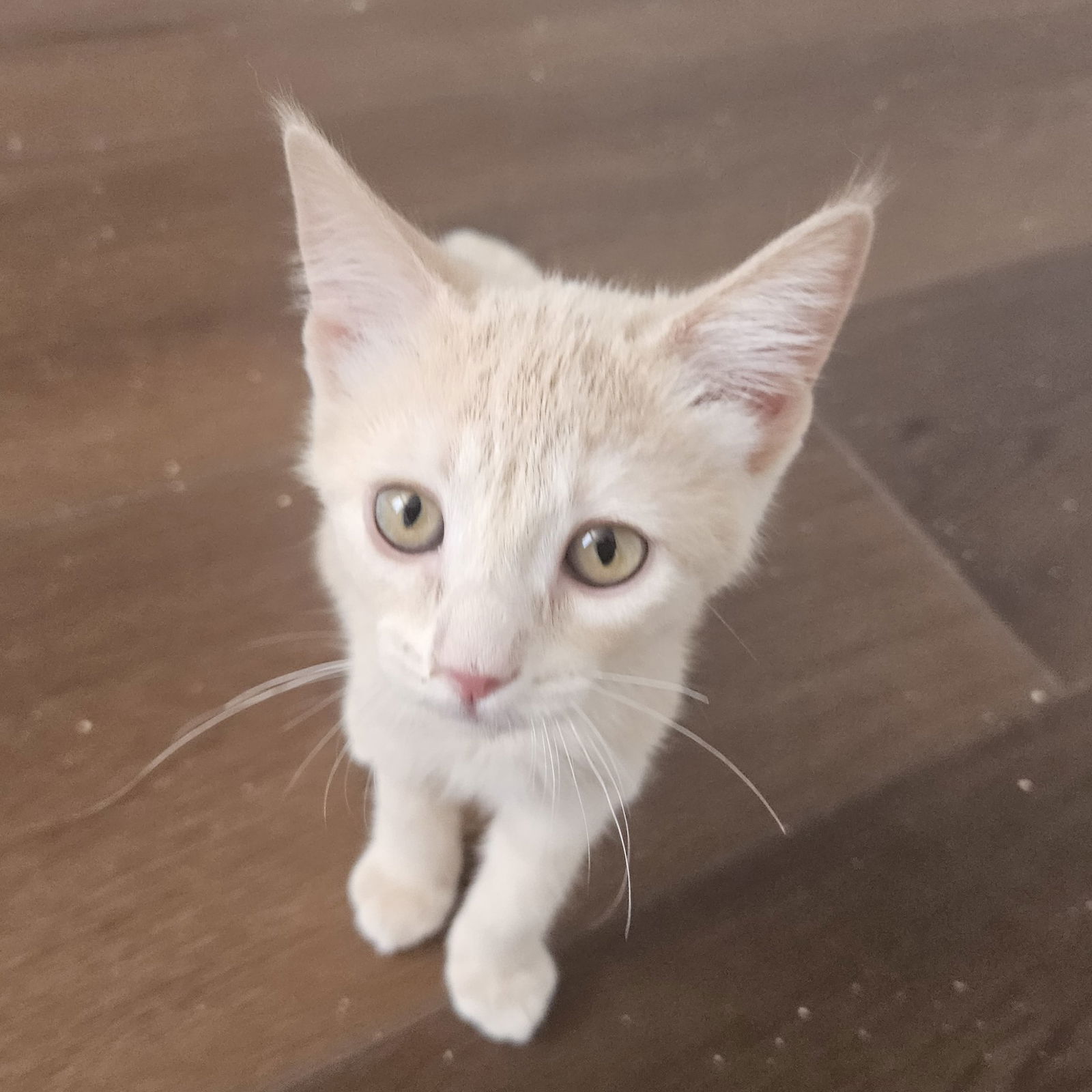adoptable Cat in SF, NM named Plum