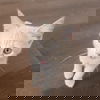 adoptable Cat in sf, NM named Plum