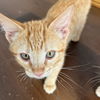 adoptable Cat in , NM named Apricot