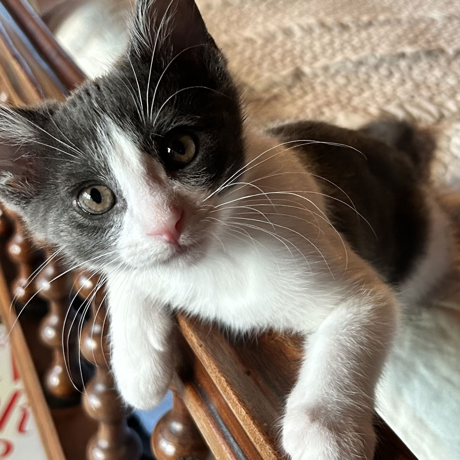 adoptable Cat in SF, NM named Maple