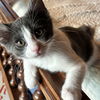 adoptable Cat in sf, NM named Maple