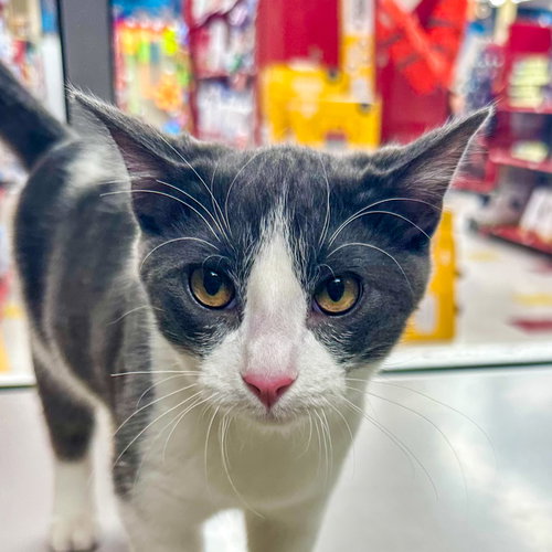 picture of the cat needing adoption