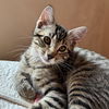 adoptable Cat in sf, NM named Orchid