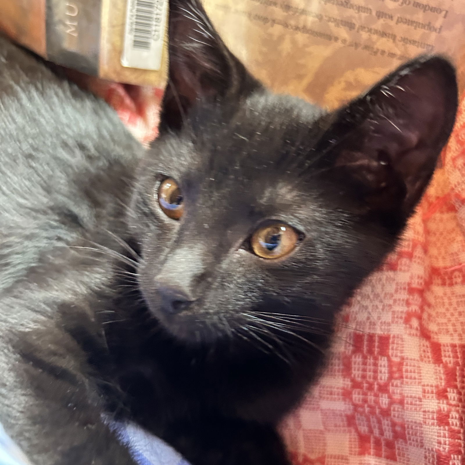 adoptable Cat in SF, NM named Spruce