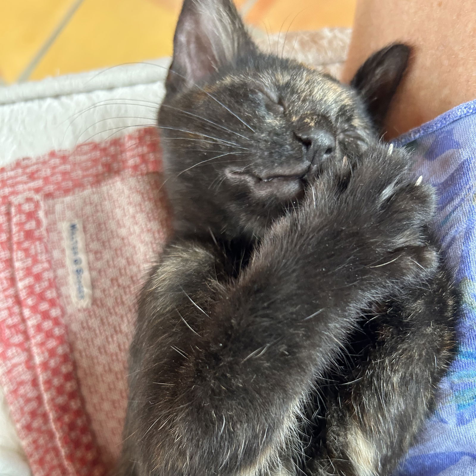 adoptable Cat in SF, NM named Periwinkle