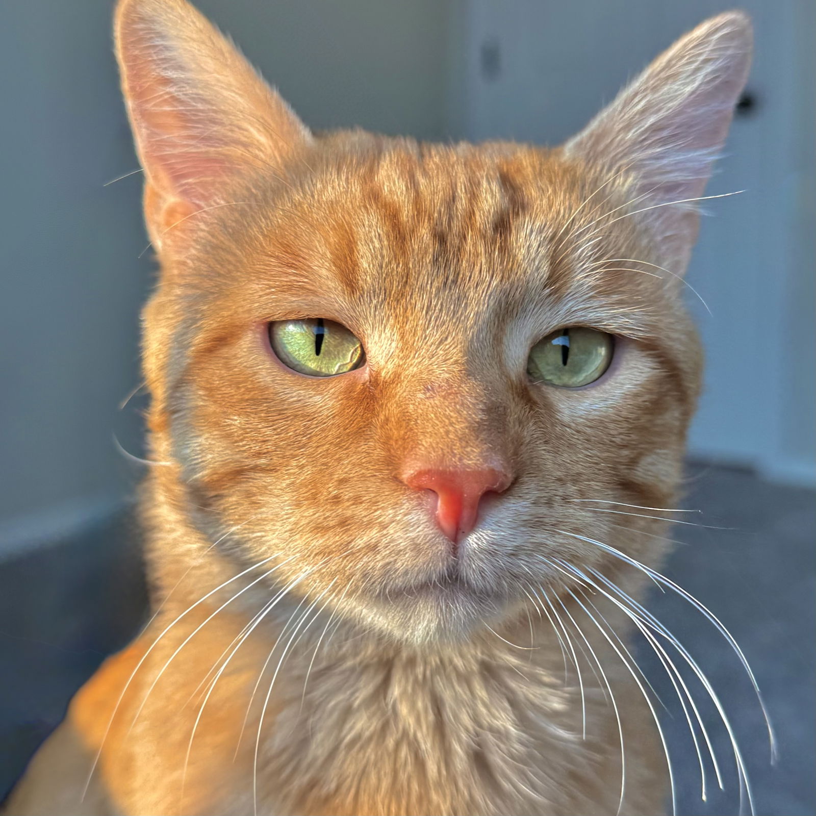 adoptable Cat in SF, NM named Sir Clementine