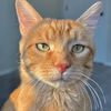 adoptable Cat in sf, NM named Sir Clementine