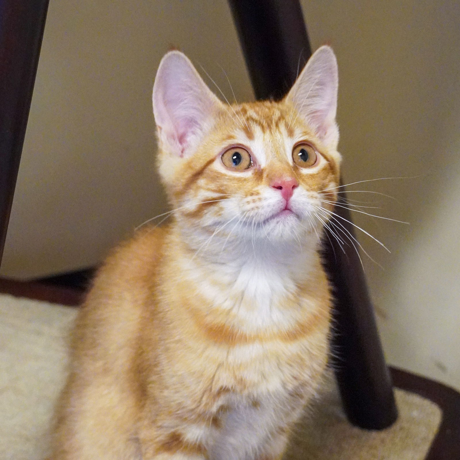adoptable Cat in SF, NM named Trent