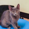 adoptable Cat in sf, NM named Jane
