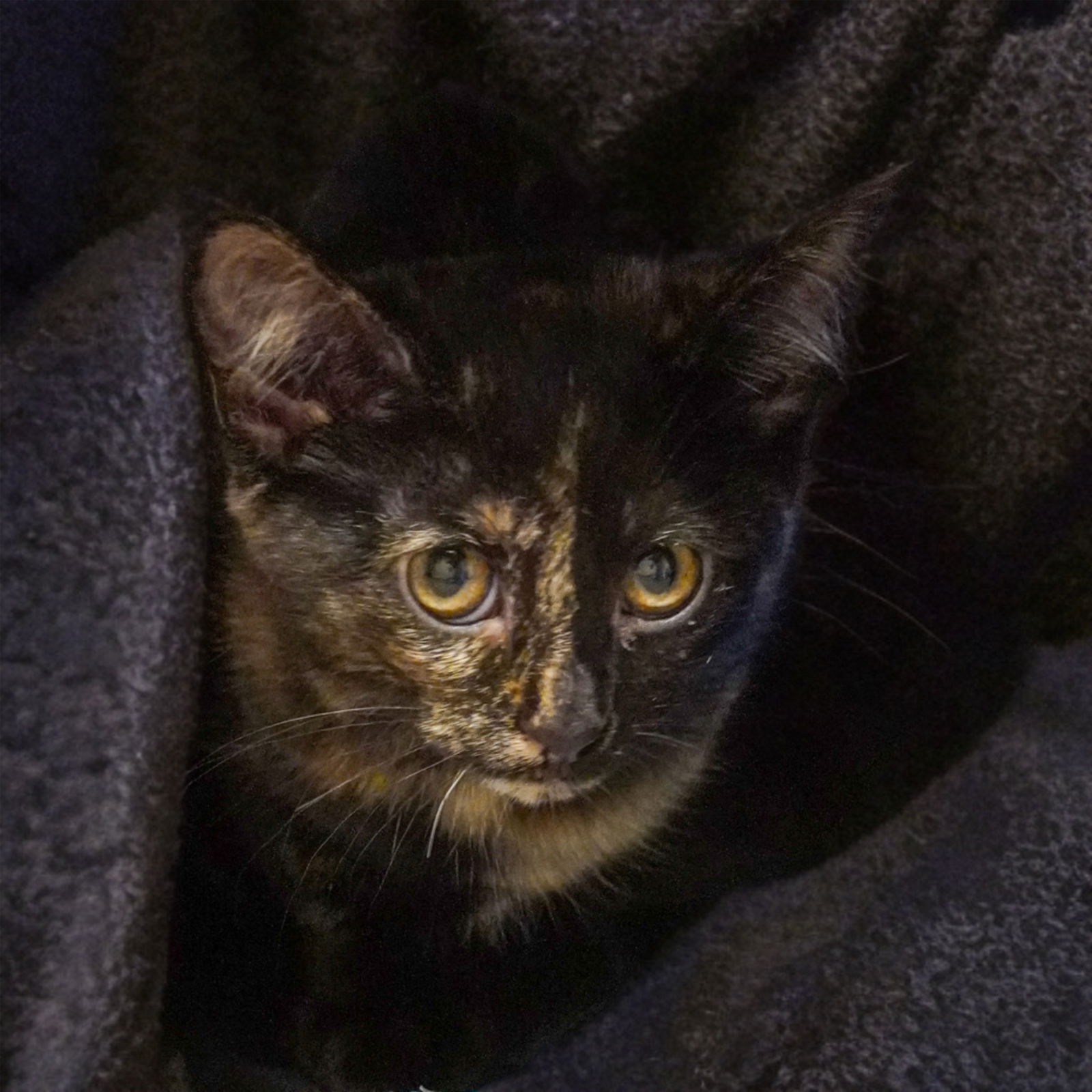 adoptable Cat in SF, NM named Daria