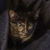 adoptable Cat in sf, NM named Daria